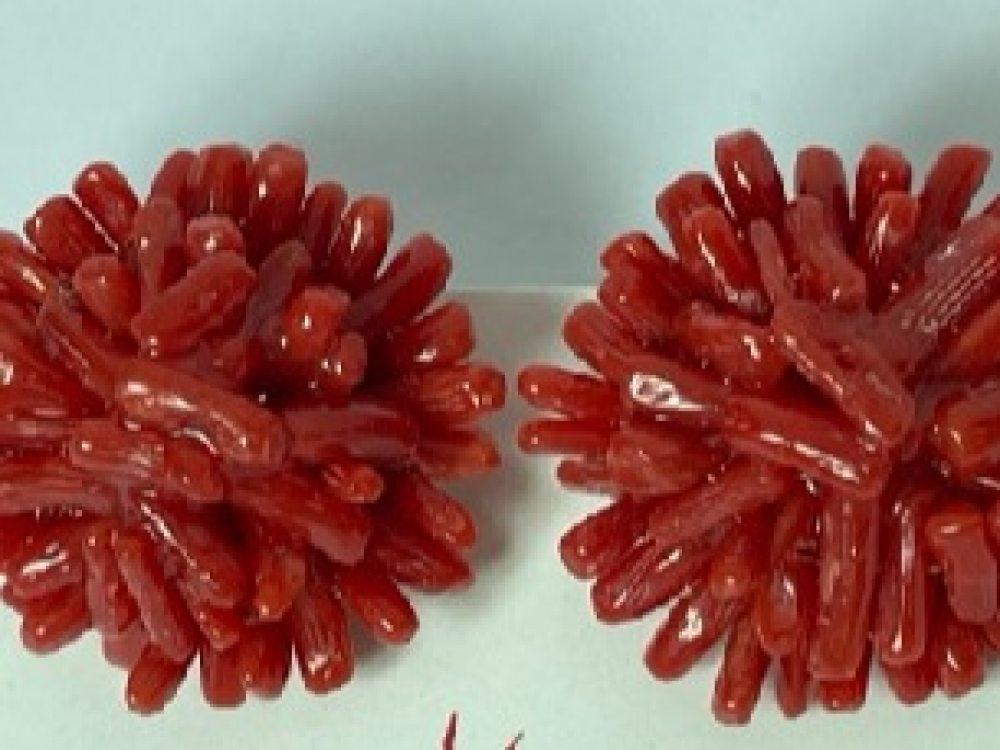 Pendientes en Coral Rojo del Mediterráneo Erizo en Clip