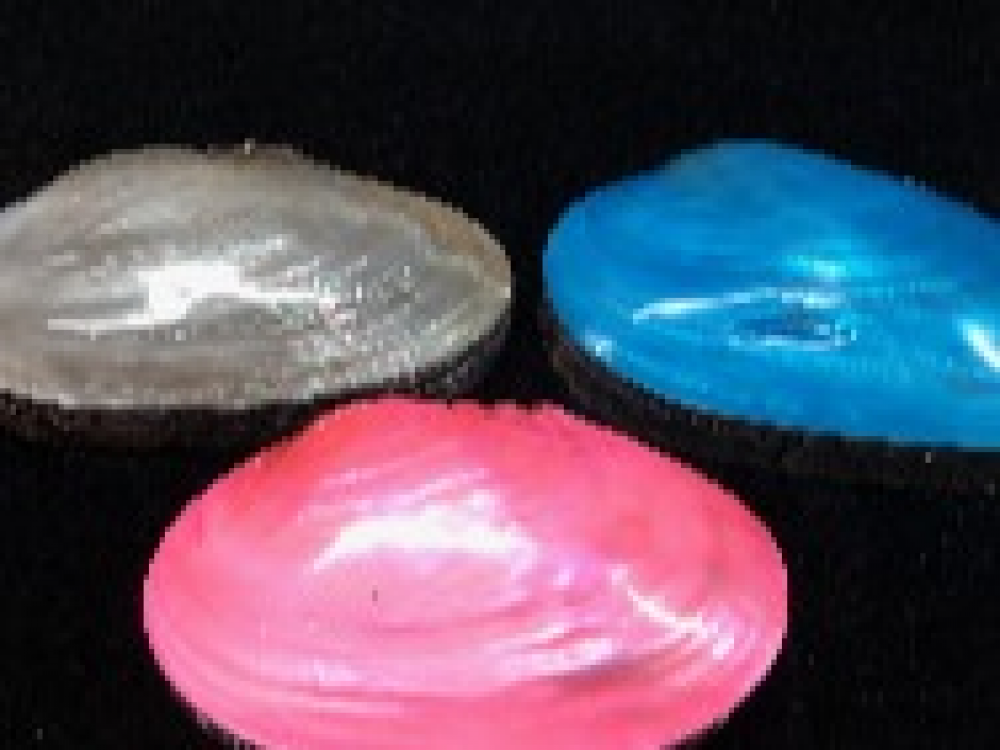 Caja Shell Maseo Color Decoración artesana en conchas